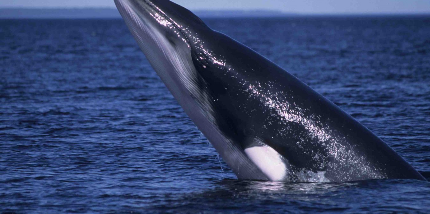 baleine-saguenay